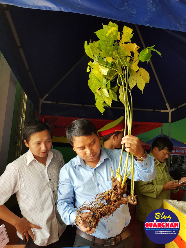 Cây sâm khủng tại hội chợ